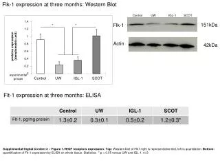 Flk-1 expression at three months: Western Blot