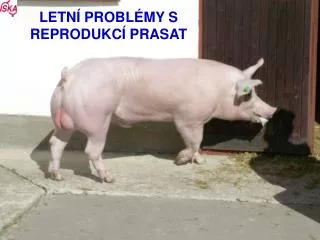 letn probl my v reprodukci prasat