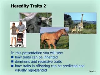 In this presentation you will see: how traits can be inherited dominant and recessive traits