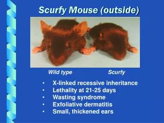 Scurfy Mouse (outside)