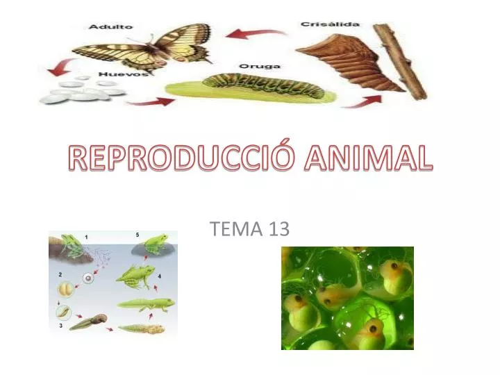reproducci animal