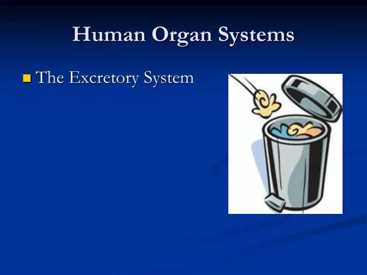 human organ systems
