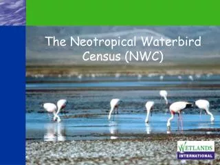 The Neotropical Waterbird Census (NWC)