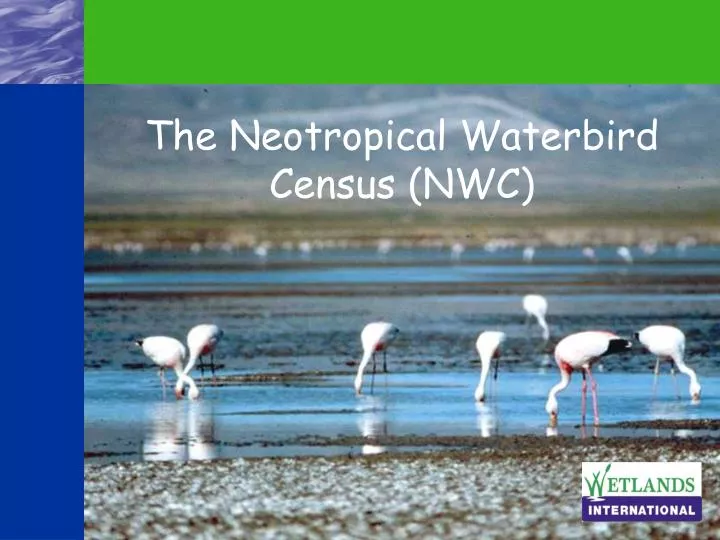 the neotropical waterbird census nwc