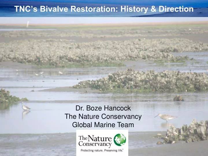 tnc s bivalve restoration history direction