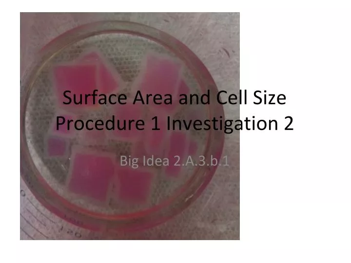 surface area and cell size procedure 1 investigation 2