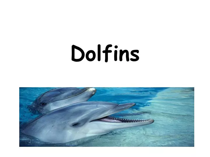 dolfins