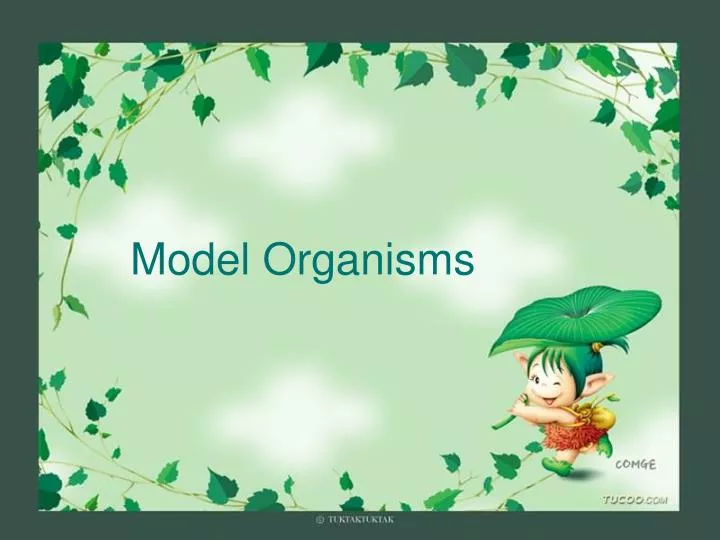 model organisms