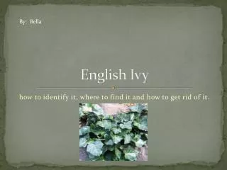 English Ivy