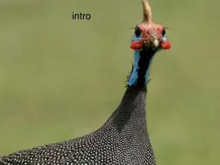 intro