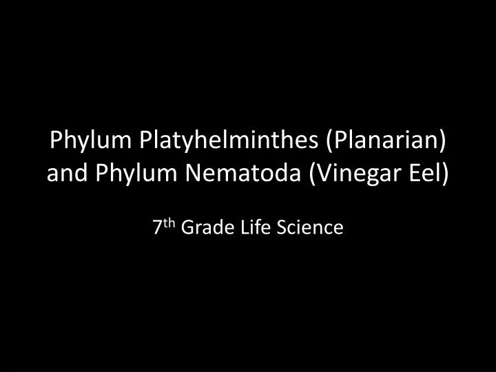 phylum platyhelminthes planarian and phylum nematoda vinegar eel