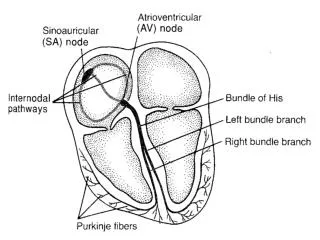 Source: rnceus/ekg/ekghowto.html