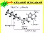 ATP - slide 1