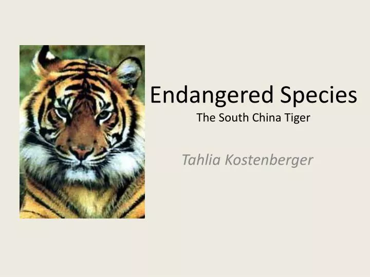 endangered species the south china tiger
