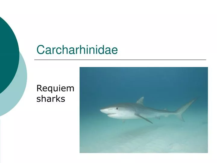 requiem sharks