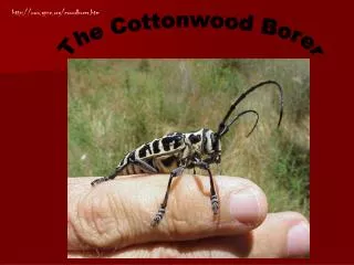 The Cottonwood Borer