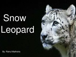 Snow Leopard