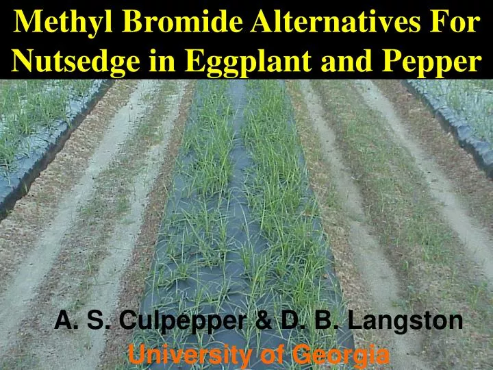 methyl bromide alternatives for nutsedge in eggplant and pepper