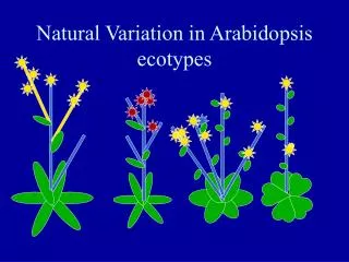 Natural Variation in Arabidopsis ecotypes