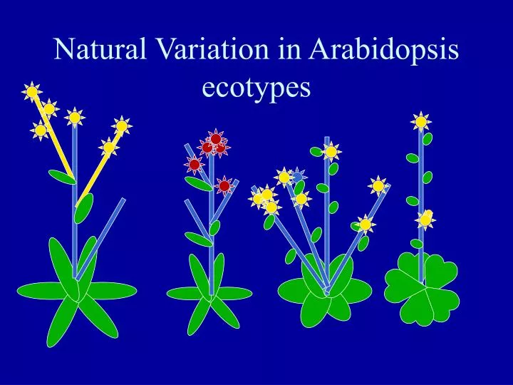 natural variation in arabidopsis ecotypes