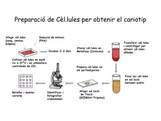 preparaci de c l lules per obtenir el cariotip