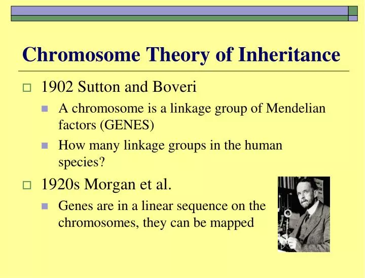 chromosome theory of inheritance