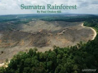 Sumatra Rainforest