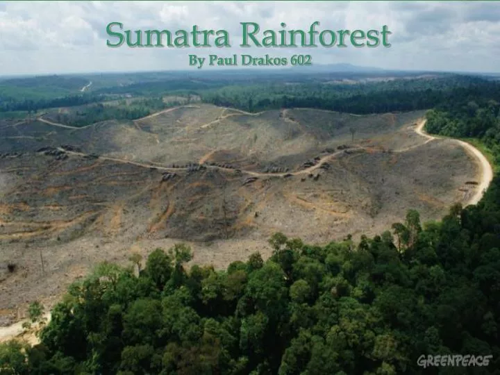 sumatra rainforest