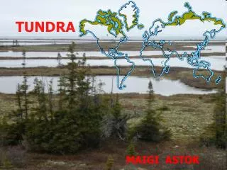 tundra
