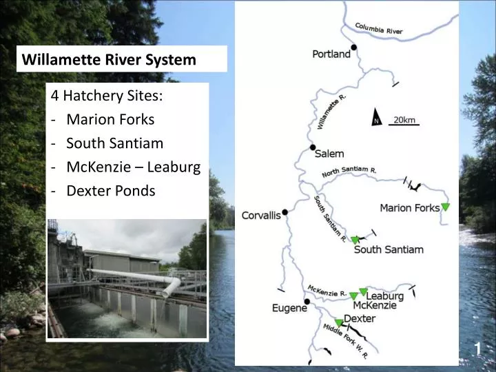 willamette river system