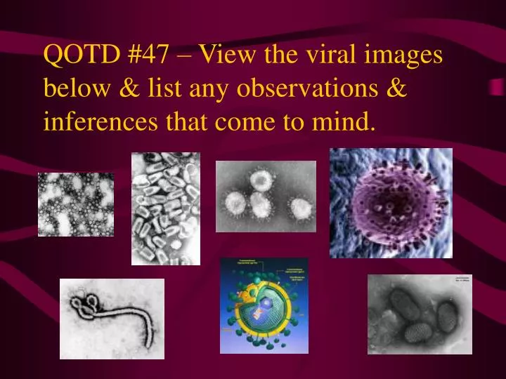 qotd 47 view the viral images below list any observations inferences that come to mind