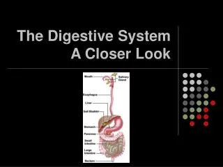 The Digestive System A Closer Look