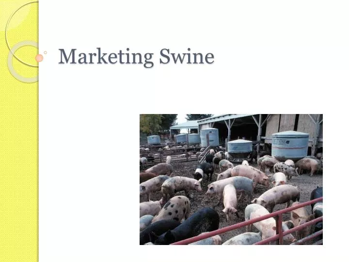 marketing swine