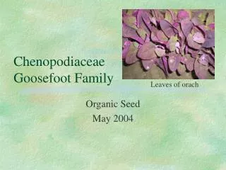 Chenopodiaceae Goosefoot Family