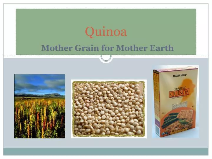 quinoa mother grain for mother earth