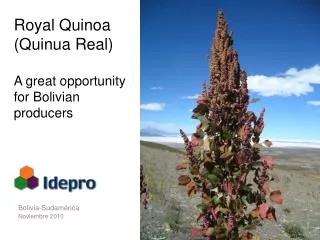 Royal Quinoa (Quinua Real) A great opportunity for Bolivian producers