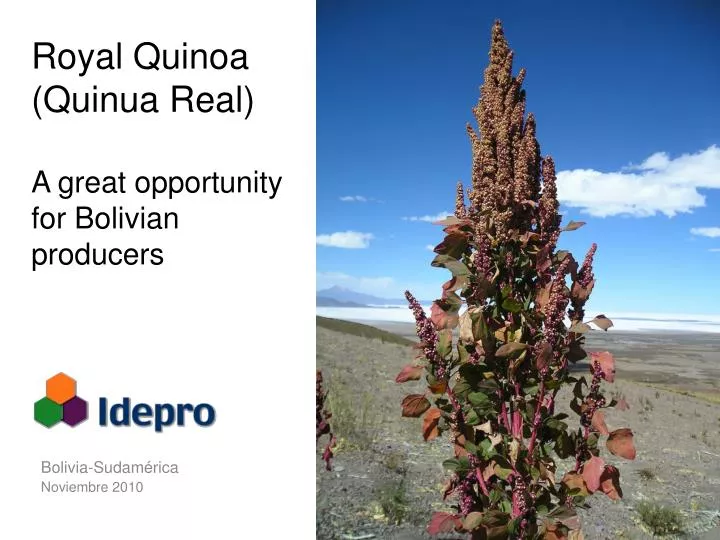 royal quinoa quinua real a great opportunity for bolivian producers