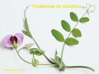 problemas de gen tica
