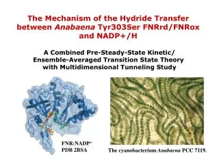 The Mechanism of the Hydride Transfer between Anabaena Tyr303Ser FNRrd/FNRox and NADP+/H