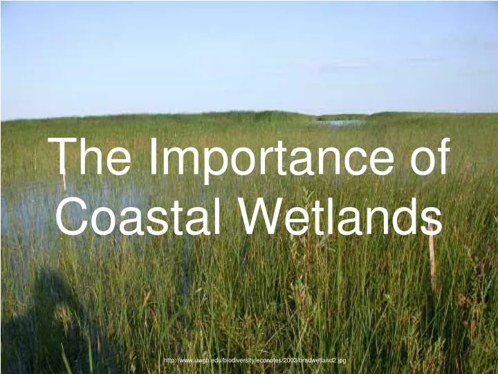 the importance of coastal wetlands
