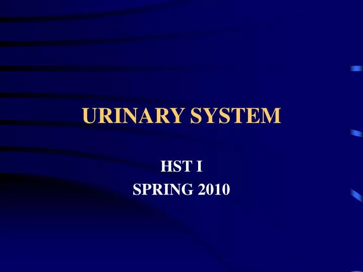 urinary system