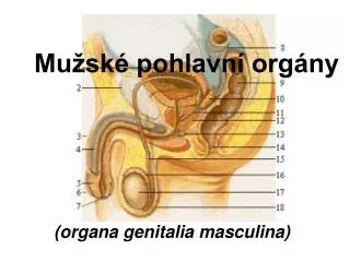 mu sk pohlavn org ny