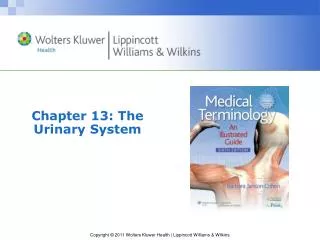 Chapter 13: The Urinary System