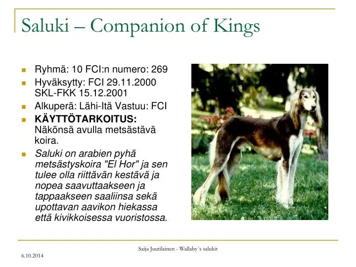 saluki companion of kings