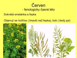 dokv t smet nka a epka objevuj se ho ice tmav ne epka bob ed pyl