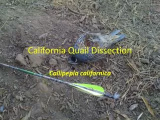 California Quail Dissection