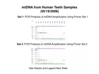 mtDNA from Human Teeth Samples ( 05/19/2006)