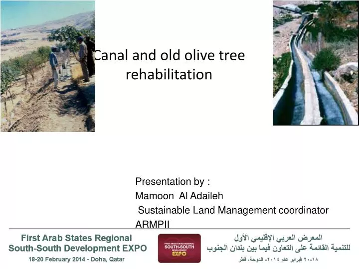 canal and old olive tree rehabilitation