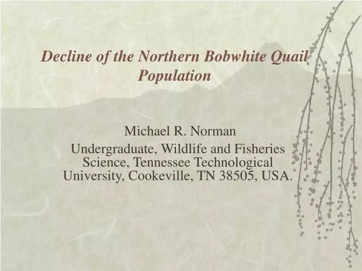 decline of the northern bobwhite quail population