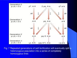 The rate of loss of heterozygosity per generation in inbreeding